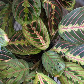 Maranta leuconeura - Prayer Plant Maranta leuconeura - Prayer Plant