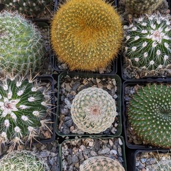 Cactus ssp. - Cactus