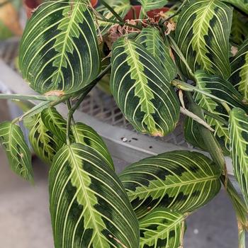 Maranta leuconeura - 'Lemon Lime' Prayer Plant Maranta leuconeura - 'Lemon Lime' Prayer Plant