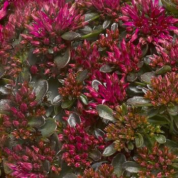 Sedum spurium (Stonecrop) - Spot On&trade; 'Deep Rose'