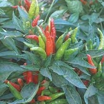 Capsicum annuum - 'Giant Thai' Hot Pepper