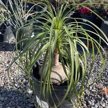 Beaucarnea recurvata - Pony Tail Palm Beaucarnea recurvata - Pony Tail Palm