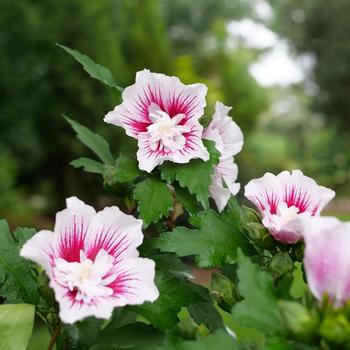 Hibiscus syriacus - Starblast Chiffon™ Rose Mallow Hibiscus syriacus - Starblast Chiffon™ Rose Mallow