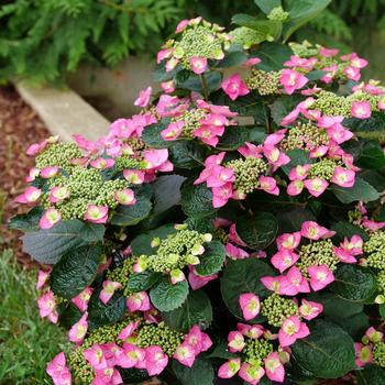 Hydrangea serrata - Tuff Stuff Top Fun® Mountain Hydrangea Hydrangea serrata - Tuff Stuff Top Fun® Mountain Hydrangea