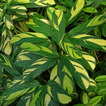 Ctenanthe lubbersiana - 'Golden Mosaic' Never Never Plant Ctenanthe lubbersiana - 'Golden Mosaic' Never Never Plant