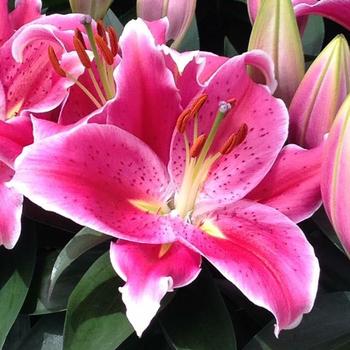 Lilium - 'After Eight' Oriental Lily