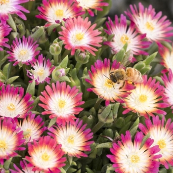 Delosperma 'Ruby' PP23453 (Ice Plant) - Jewel of Desert Ruby