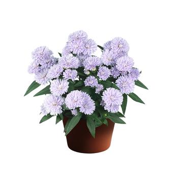 Aster novi-belgii - Showmakers® Lilac Sunset