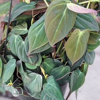 Philodendron hederaceum var. hederaceum 'Micans' (Velvet-leaf Philodendron) - Micans Velvet-leaf Philodendron