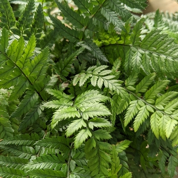 Polystichum tsus-simense - Korean Rock Fern
