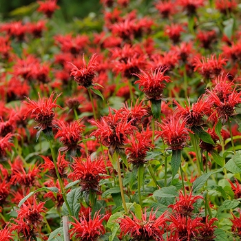 Monarda 'Jacob Cline' (Beebalm) - Jacob Cline Beebalm