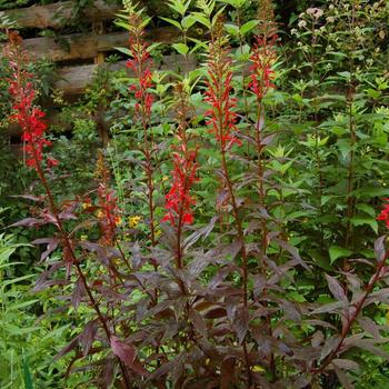 Lobelia cardinalis - 'Black Truffle'