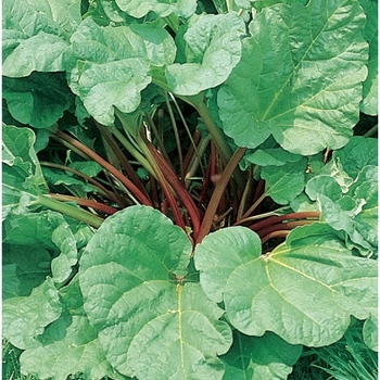 Rheum rhabarbarum 'Victoria' (Rhubarb) - Victoria Rhubarb