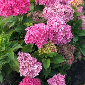 Hydrangea macrophylla - Starfield™