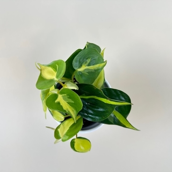 Philodendron hederaceum 'Brasil' (Heartleaf Philodendron) - Brasil Heartleaf Philodendron Philodendron hederaceum 'Brasil' (Heartleaf Philodendron) - Brasil Heartleaf Philodendron