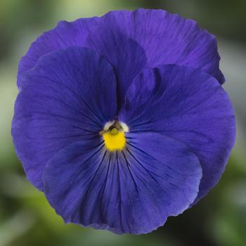 Viola x wittrockiana (Pansy) - Delta&trade; Pro Clear True Blue