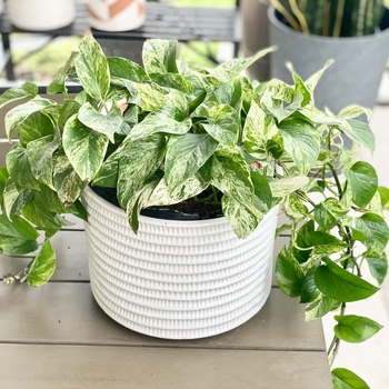 Epipremnum aureum 'Marble Queen' (Pothos) - Marble Queen Pothos Epipremnum aureum 'Marble Queen' (Pothos) - Marble Queen Pothos