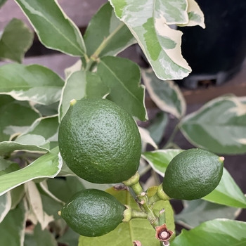 Citrus limon ''Eureka Variegated Pink'' (Lemon) - Eureka Variegated Pink Lemon Citrus limon ''Eureka Variegated Pink'' (Lemon) - Eureka Variegated Pink Lemon