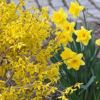 Forsythia x intermedia - 'Magical® Gold' Forsythia x intermedia - 'Magical® Gold'