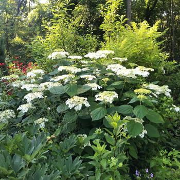 Hydrangea arborescens - 'Haas Halo' Smooth Hydrangea Hydrangea arborescens - 'Haas Halo' Smooth Hydrangea