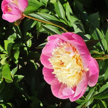 Paeonia lactiflora - 'Bowl of Beauty' Peony