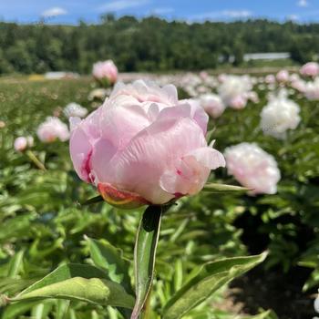 Paeonia lactiflora - 'Shirley Temple' Peony