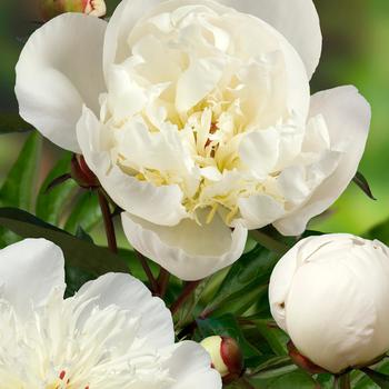 Paeonia lactiflora - 'Immaculee' Peony