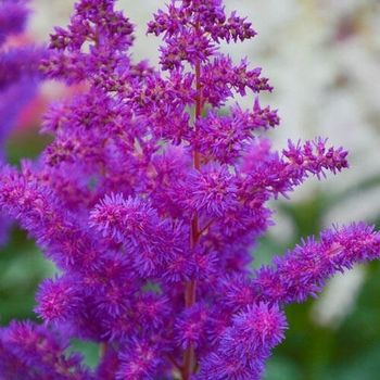 Astilbe chinensis - 'Black Pearls' False Spirea Astilbe chinensis - 'Black Pearls' False Spirea