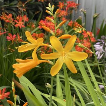 Crocosmia x crocosmiiflora - 'George Davidson' Montbretia