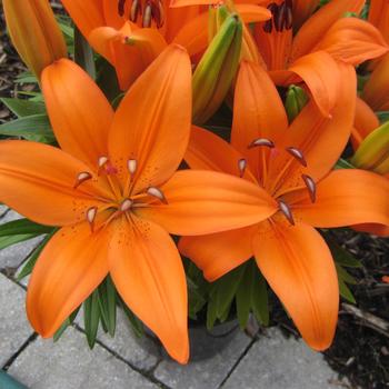 Lilium - 'Matrix Orange&reg;' Asiatic Lily