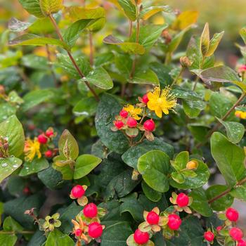Hypericum x inodorum - FloralBerry® 'Rose' Hypericum x inodorum - FloralBerry® 'Rose'
