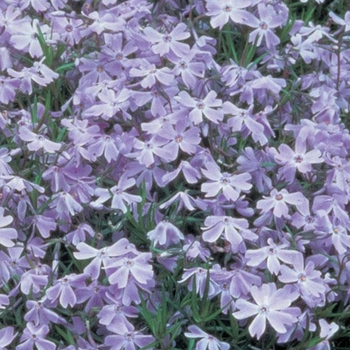 Phlox subulata 'Oakington Blue Eyes' (Creeping Phlox) - Oakington Blue Eyes Creeping Phlox