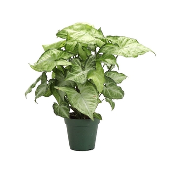 Syngonium podophyllum (Arrowhead Plant) - Arrowhead Plant