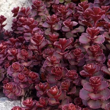 Sedum spurium 'Voodoo' (Stonecrop) - Voodoo Stonecrop