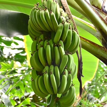 Musa - 'Dwarf Cavendish' Dwarf Banana