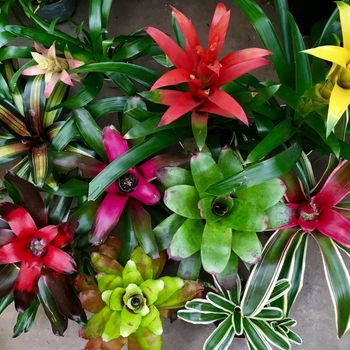 Aechmea (Assorted Bromeliad) - Assorted Bromeliad