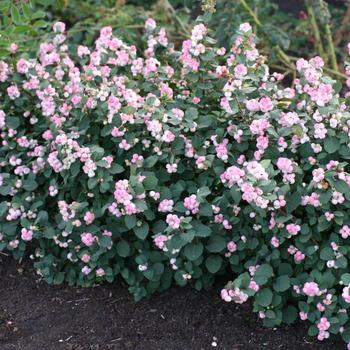 Symphoricarpos x doorenbosii - 'Pinky Promise&trade;' Coral Berry