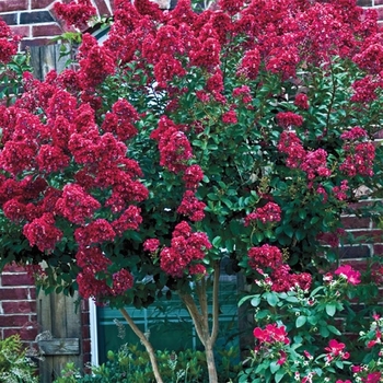 Lagerstroemia indica x fauriei 'Tonto' (Crape Myrtle) - Tonto Crape Myrtle Lagerstroemia indica x fauriei 'Tonto' (Crape Myrtle) - Tonto Crape Myrtle