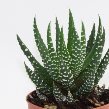 Haworthia - Assorted Haworthia Haworthia - Assorted Haworthia