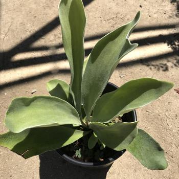 Platycerium bifurcatum (Staghorn Fern) - Staghorn Fern Platycerium bifurcatum (Staghorn Fern) - Staghorn Fern