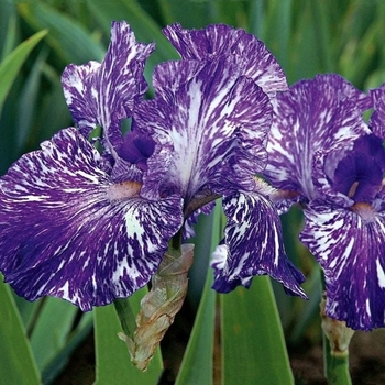 Iris germanica 'Batik' (Iris) - Batik Iris