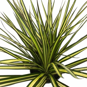 Dracaena marginata - 'Kiwi' Kiwi Dracaena Dracaena marginata - 'Kiwi' Kiwi Dracaena