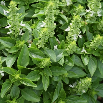 Ocimum basilicum 'Spicy Globe' (Basil) - Spicy Globe Basil