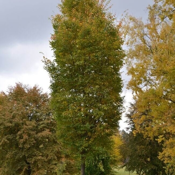 Zelkova serrata - 'Musashino'