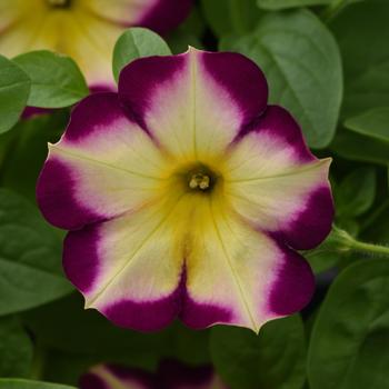 Petunia - Headliner&trade; Banana Cherry