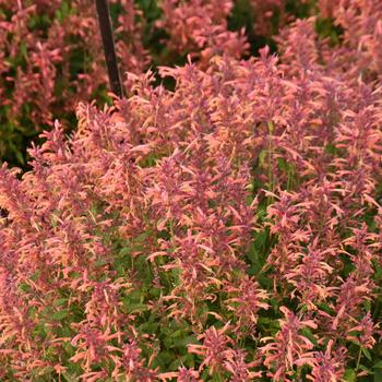 Agastache - 'Guava Lava' Anise Hyssop