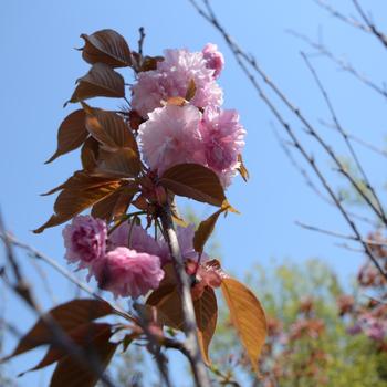 Prunus serrulata - ''Kwanzan'' Flowering Cherry