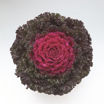 Brassica oleracea - 'Crystal Deep Red' Flowering Kale Brassica oleracea - 'Crystal Deep Red' Flowering Kale