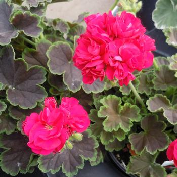 Pelargonium x hortorum - 'Brocade Cherry Night' Zonal Geranium