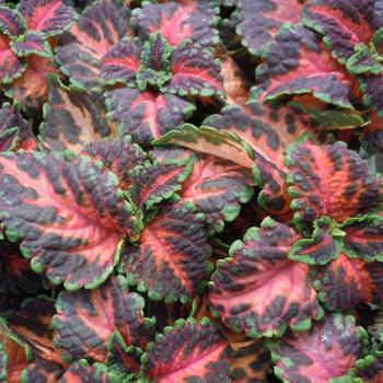 coleus - Wizard® 'Coral Sunrise' coleus - Wizard® 'Coral Sunrise'